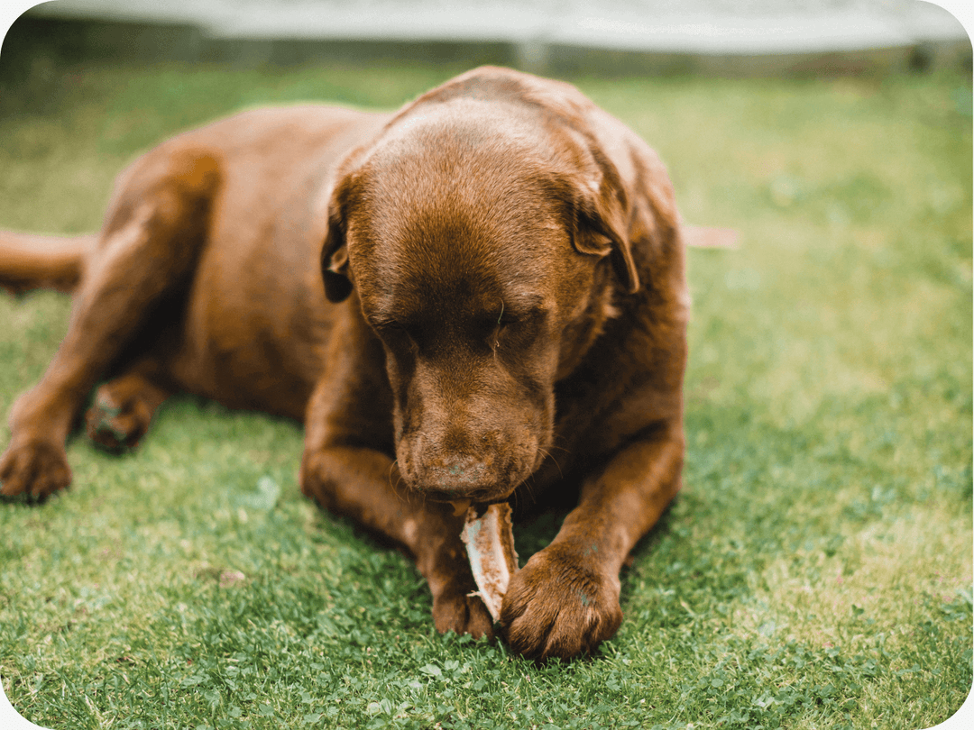 Brown Labrador retriever chewing a bone on green grass in a garden setting