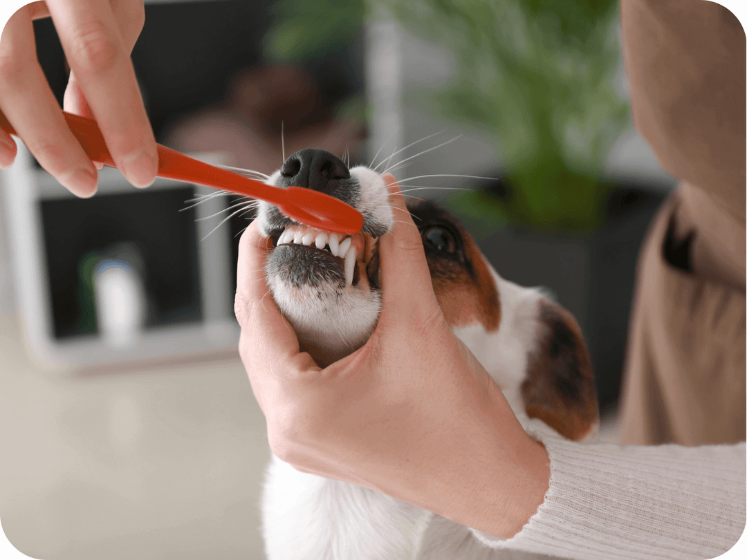 Dog having teeth brushed by a person with an orange toothbrush, promoting pet dental hygiene and canine oral care.