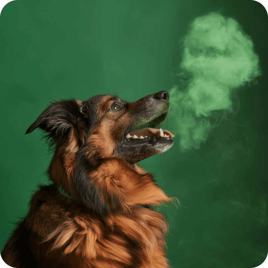 Dog with green smoke, green background