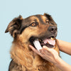 Naturally Formulated Pet Dental Finger Wipes for Teeth Cleaning (50 Count)