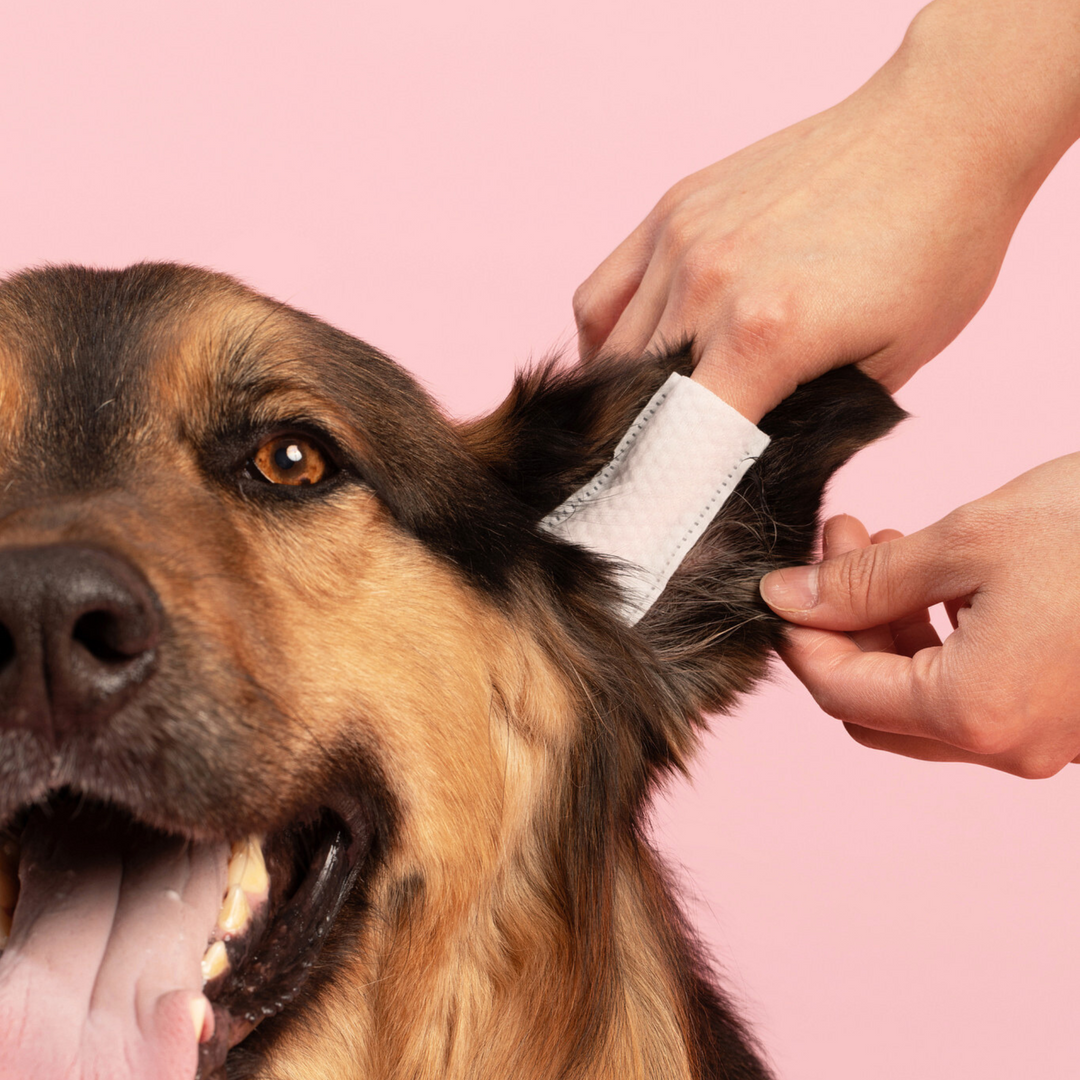 Head-to-Paw Glow Kit