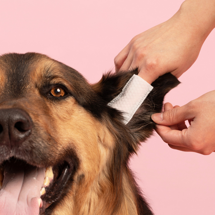 Head-to-Paw Glow Kit