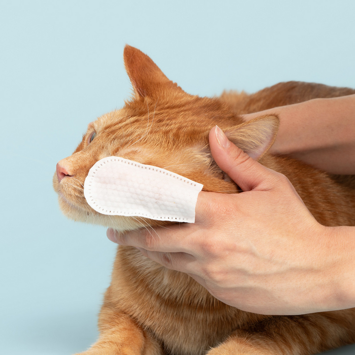Head-to-Paw Glow Kit